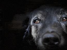 old dog claims
