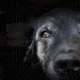 old dog claims